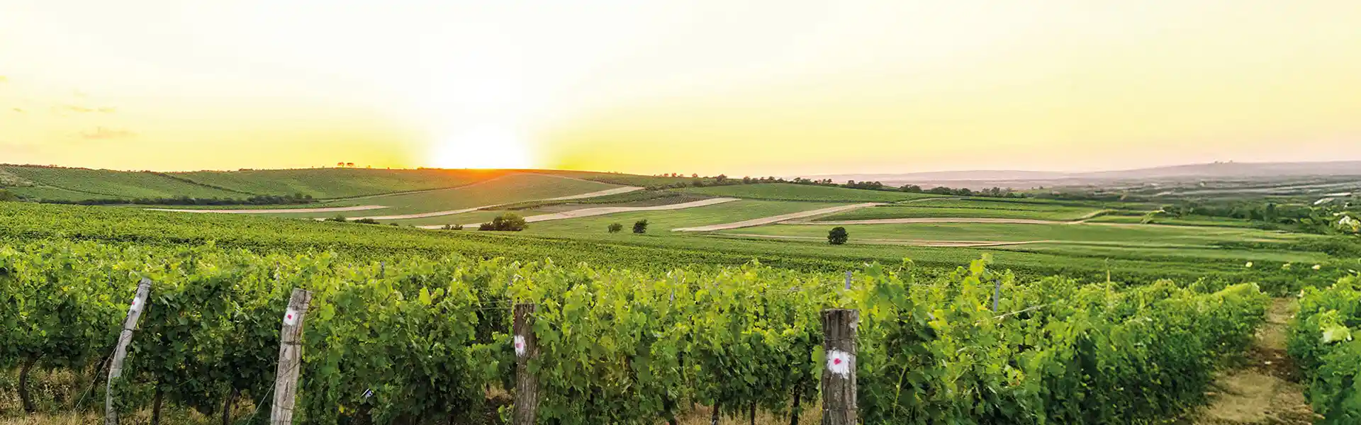 Vins de l'année 2026